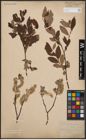 Foto von Salix cinerea L. x Salix lapponum L.